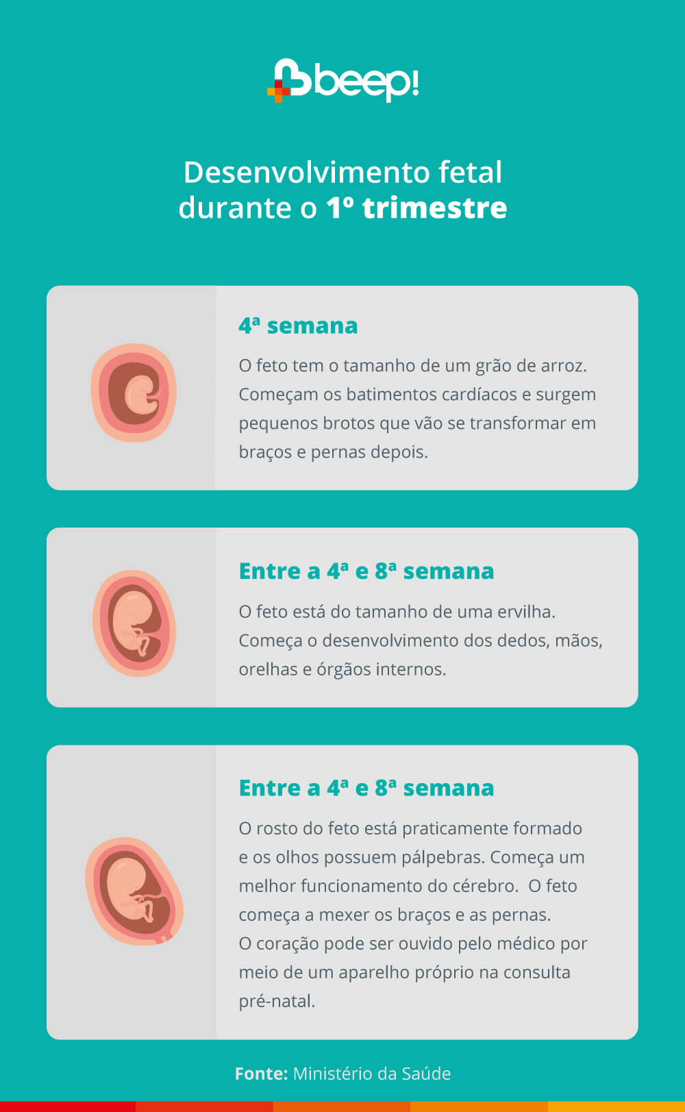 Infográfico sobre o Desenvolvimento Fetal que ocorre durante o 1º Trimestre de gestação.  Veja em detalhes: 4ª semana: O feto tem o tamanho de um grão de arroz. Começam os batimentos cardíacos e surgem pequenos brotos que vão se transformar em braços e pernas depois. Entre a 4ª e 8ª semana: O feto está do tamanho de uma ervilha. Começa o desenvolvimento dos dedos, mãos, orelhas e órgãos internos. Entre a 9ª e 12ª semana: O rosto do feto está praticamente formado e os olhos possuem pálpebras. Começa um melhor funcionamento do cérebro. O feto começa a mexer os braços e as pernas. O coração pode ser ouvido pelo médico por meio de um aparelho próprio na consulta pré-natal.