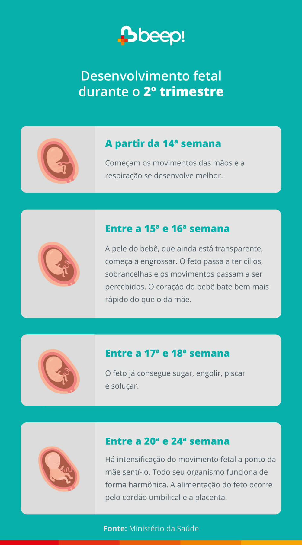 Infográfico mostra o desenvolvimento fetal durante o 2º trimestre de gestação. Veja em detalhes: A partir da 14ª semana: começam os movimentos das mãos e a respiração se desenvolve melhor. Entre a 15ª e 16ª semana: a pele do bebê, que ainda está transparente, começa a engrossar. O feto passa a ter cílios, sobrancelhas e os movimentos passam a ser percebidos. O coração do bebê bate bem mais rápido do que o da mãe. Entre a 17ª e 18ª semana: o feto já consegue sugar, engolir, piscar e soluçar. Entre a 20ª e 24ª semana: Há intensificação do movimento fetal a ponto da mãe senti-lo. Todo seu organismo funciona de forma harmônica. A alimentação do feto ocorre pelo cordão umbilical e a placenta.