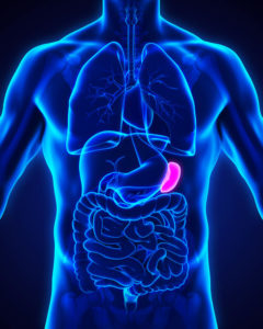 Ilustração que mostra o baço, onde é formada a hemoglobina glicada