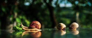 Esquistossomose: saiba o que é e veja dicas de prevenção