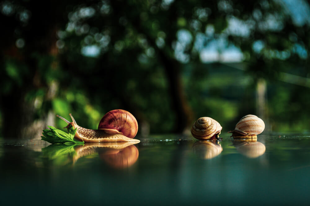 Imagem do caramujo que é um dos transmissores da esquistossomose